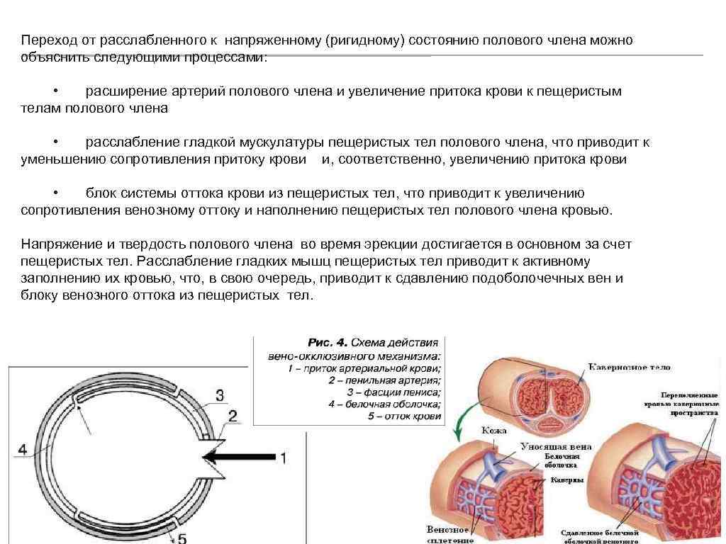 Молодая рыжуха принимает половой орган спутника в очко