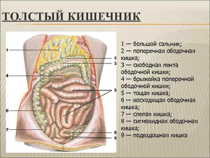 Рецепт Из Брюшины Свинины