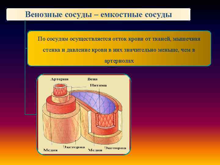 Вены Емкостные Сосуды