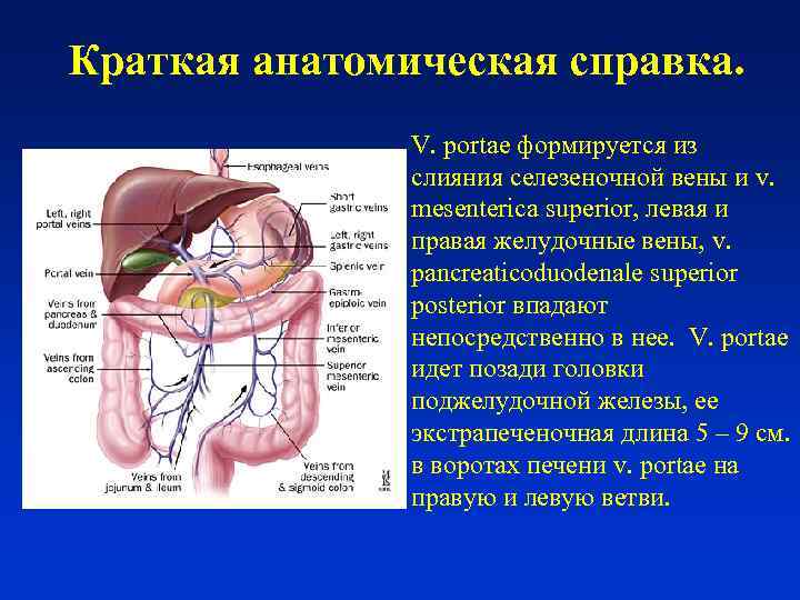 Диаметр Селезеночной Вены 8 Мм