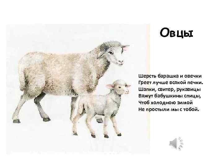 Овца И Овца Совместимость В Любви