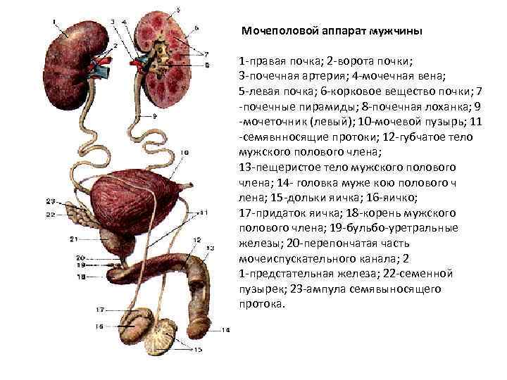 Диета Мочеполовая Система У Мужчин Инфекция