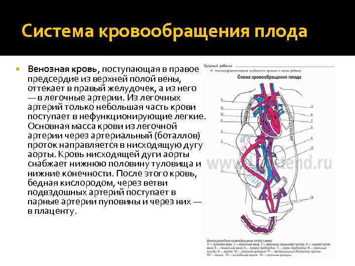 3 Вены В Пуповине