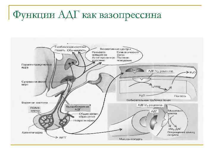 Адг Бай Магазин