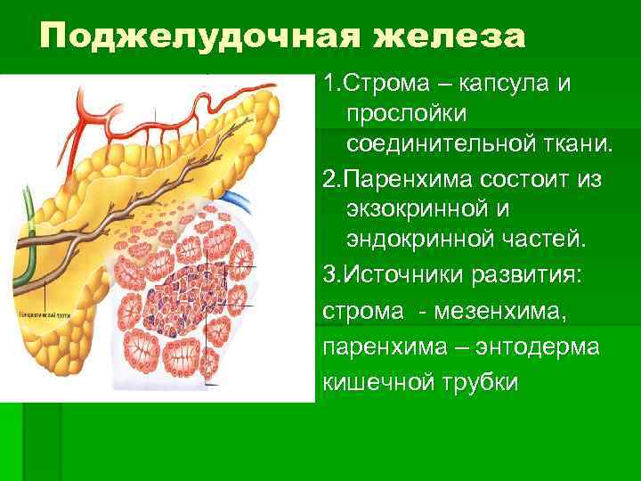 Паренхима Поджелудочной Железы Диета