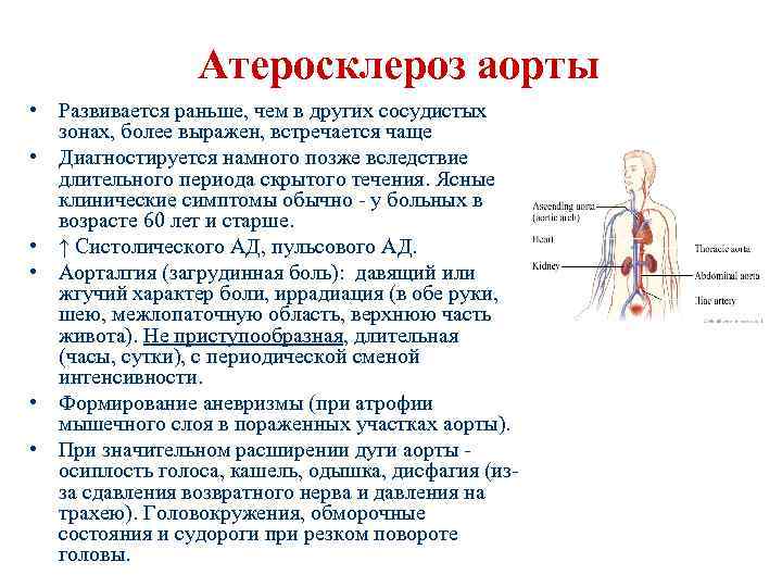 Атеросклероз Брюшной Аорты Симптомы Причины Лечение Диета