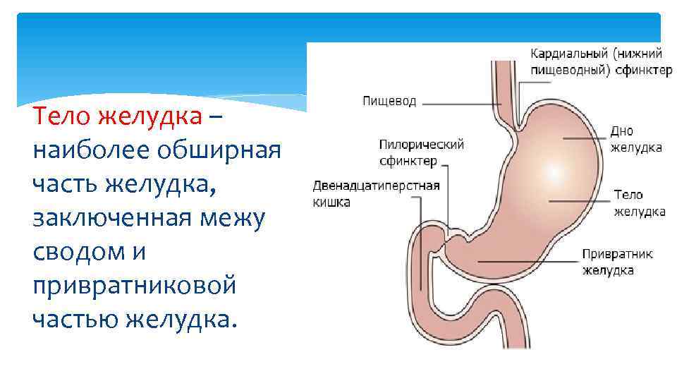 Варикозное Расширение Вен Кардиального Отдела Желудка