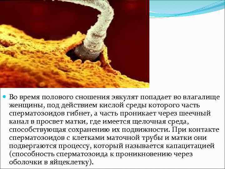 Похотливая русская девушка любит получать сперму во влагалище