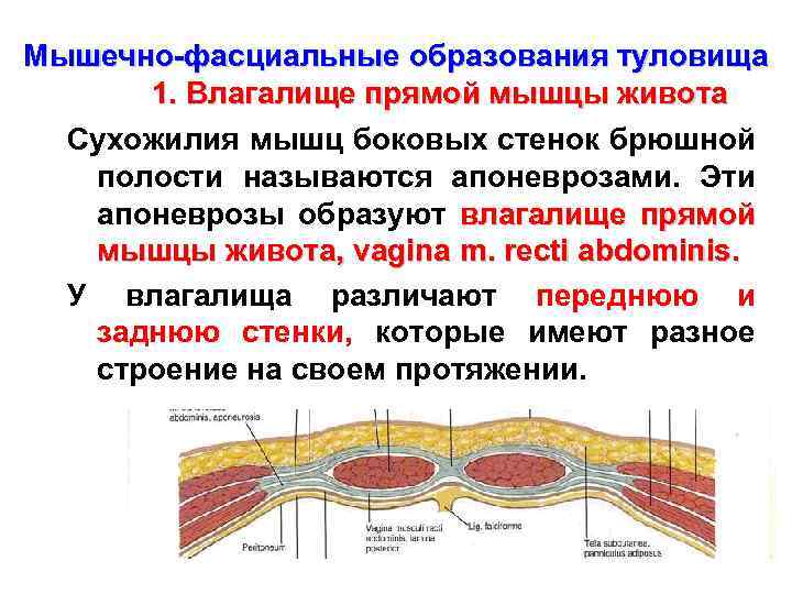 Кимберли Чи мышцами вагины выталкивает сперму наружу