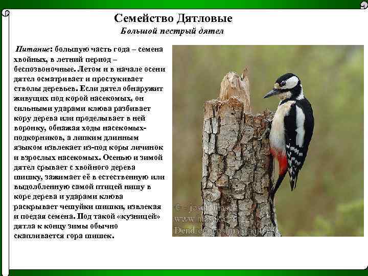 Язык Дятла Обернут Вокруг Черепа Картинки