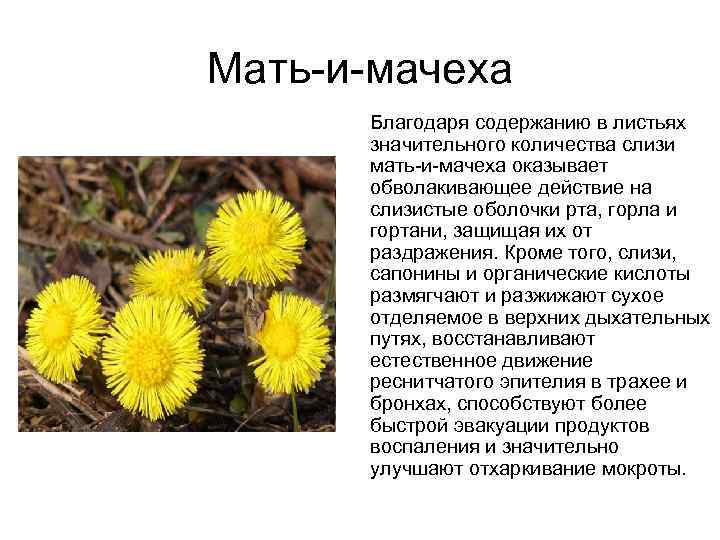 Как Мачеха Возбуждает Сиу Секс