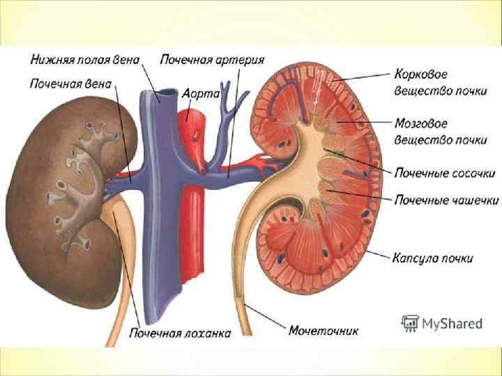 Диета При Кальцинатах В Почках