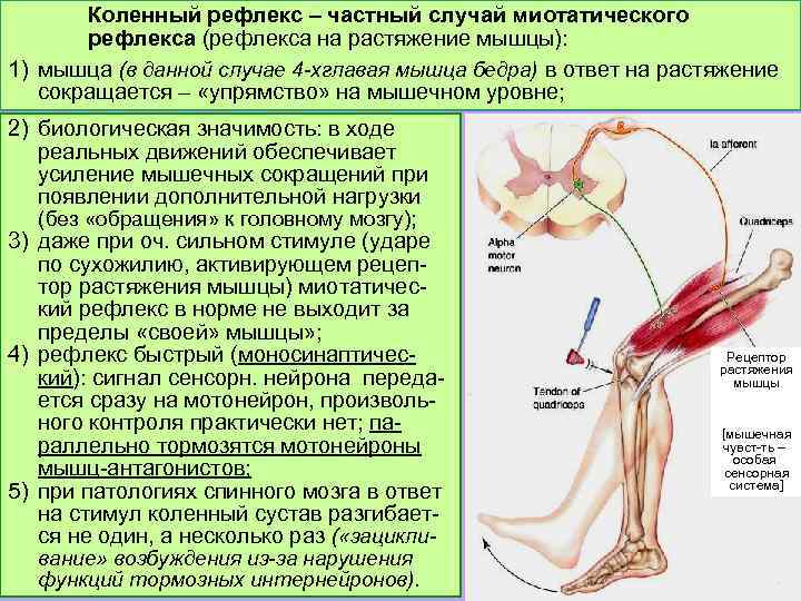 Во Время Секса Напряжены Мышцы Влагалища