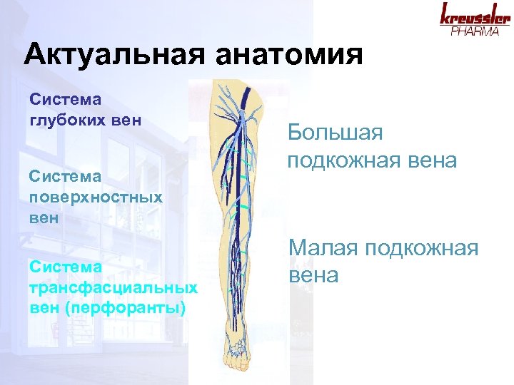 Классификация Варикозной Болезни Нижних Конечностей