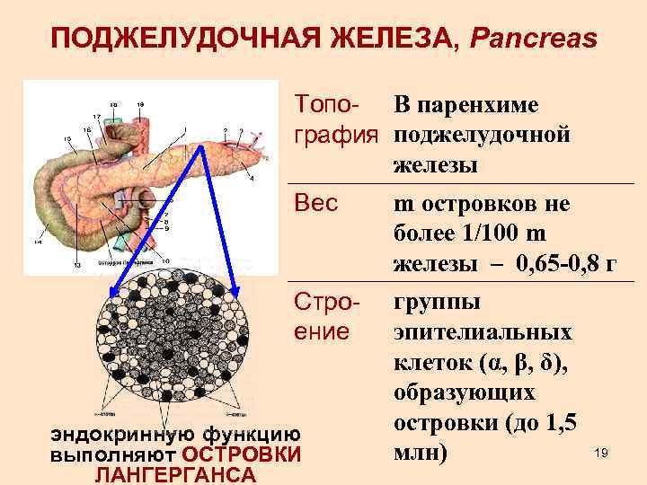 Паренхима Поджелудочной Железы Диета