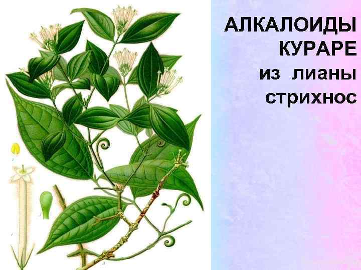 Духи Кураре Где Купить Цена