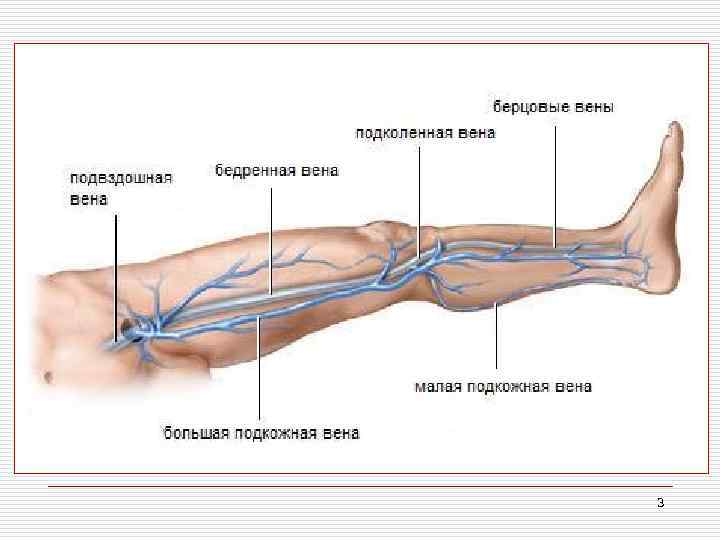 Вены Есть Везде