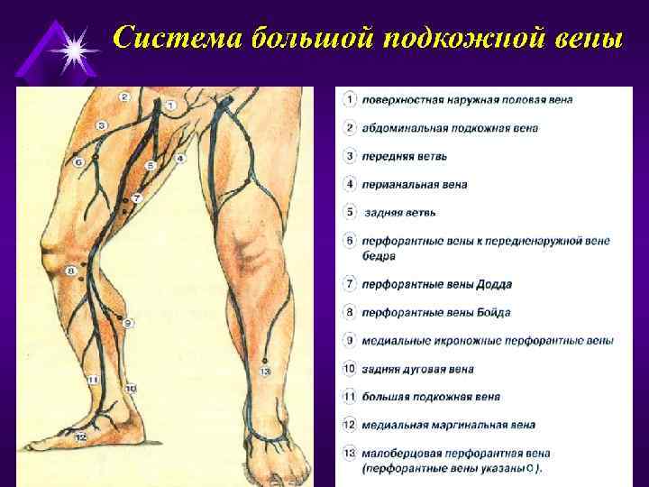 Генитальный Варикоз У Мужчин