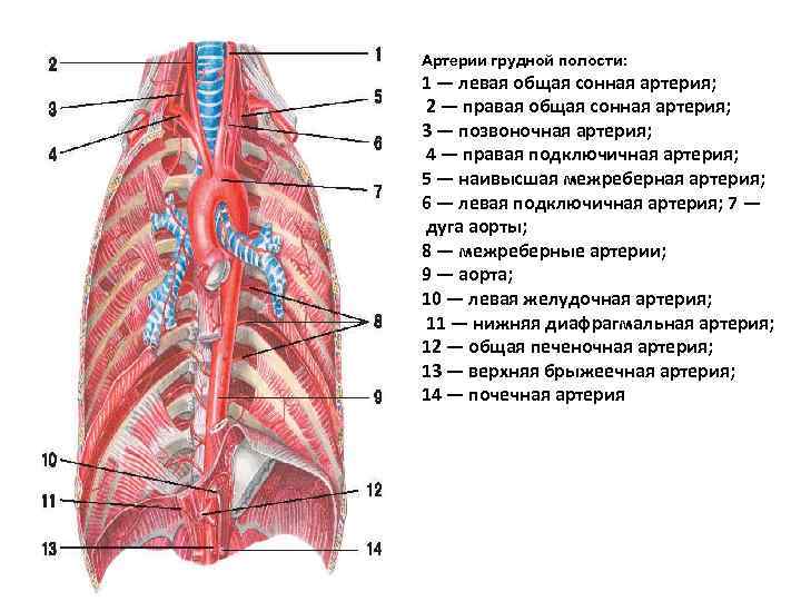 Вены Задней Стенки Туловища