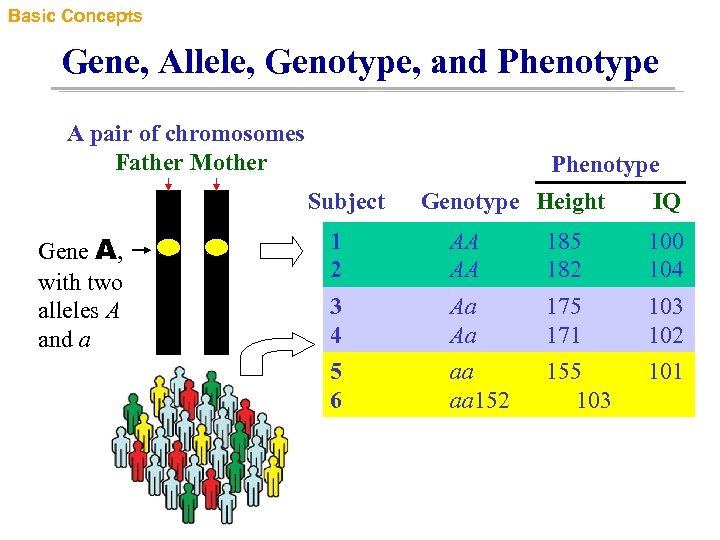 Basic Concepts Gene Allele Genotype And Phenotype A