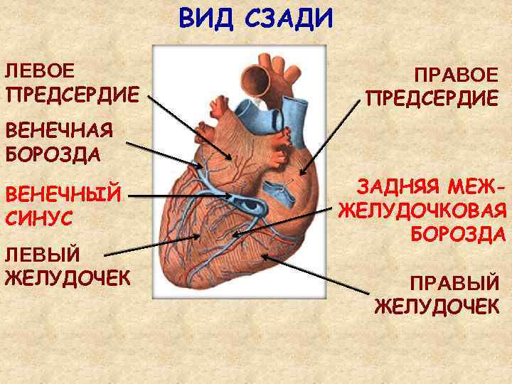 4 Вены Сердца