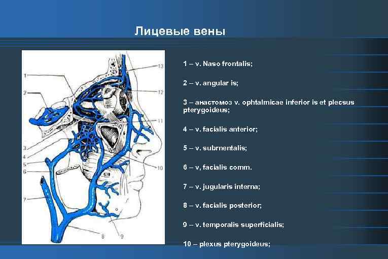 Вены Щечной Области