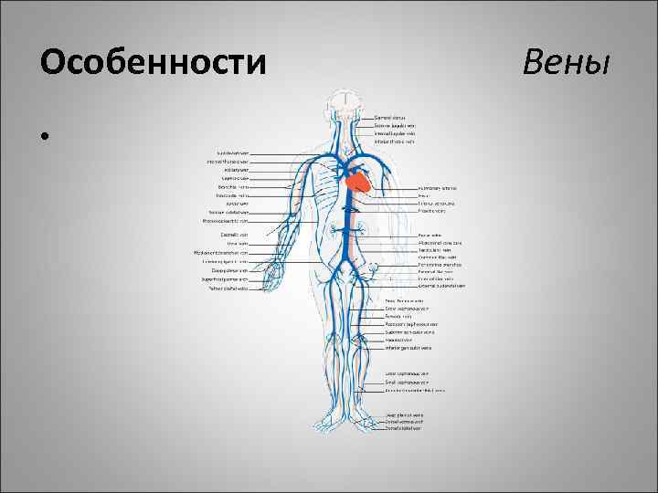 Вены Характеризуются