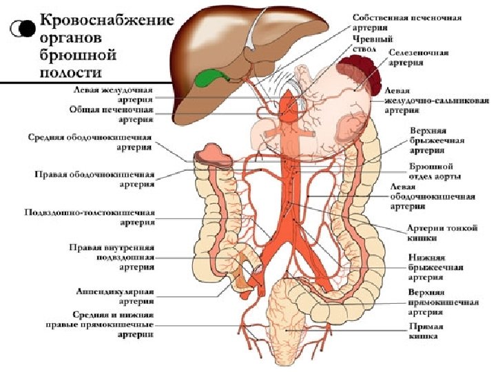 Варикоз Брюшной Полости Причины Симптомы И Лечение