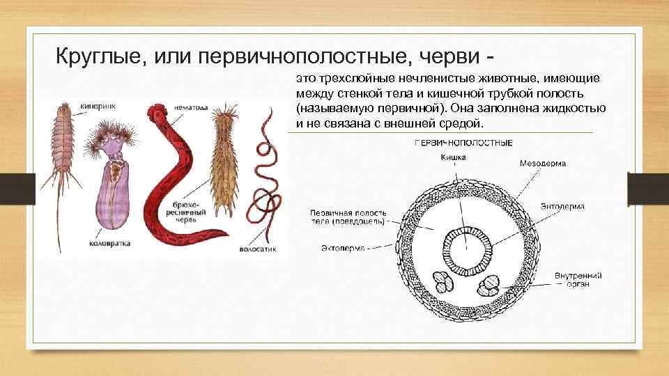 Имеет в анус связанную сабу гиф