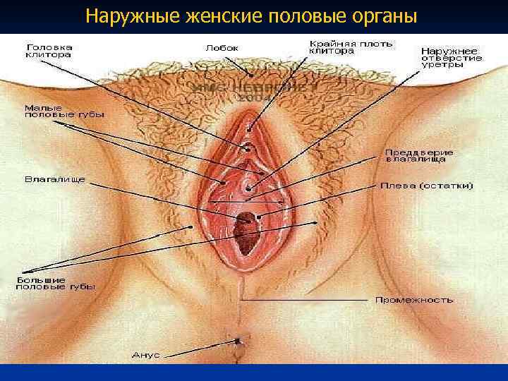 Порно С Очень Большими Женскими Мужскими Органами