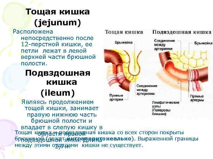 Тромбоз Тощей Кишки Диета