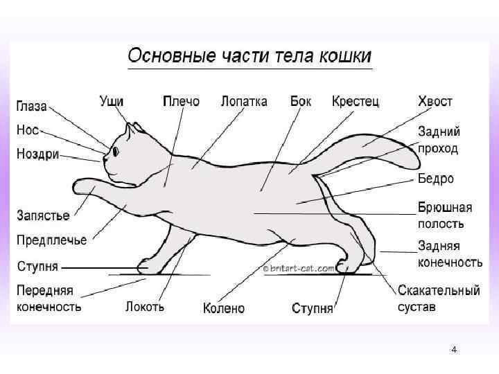 Каким Животным Называется Двойной Вибратор