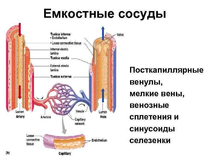 Вены Функции