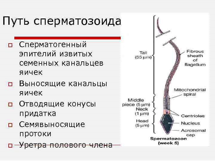 Сколько Сперматозоиды Активны После Секса