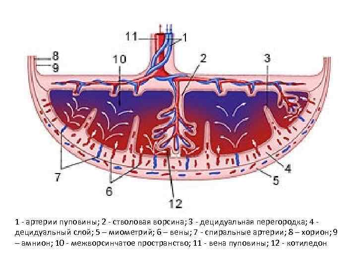 Пуповина 3 Вены