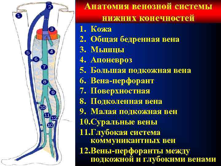 Варикоз Хвн 1-2 Ст