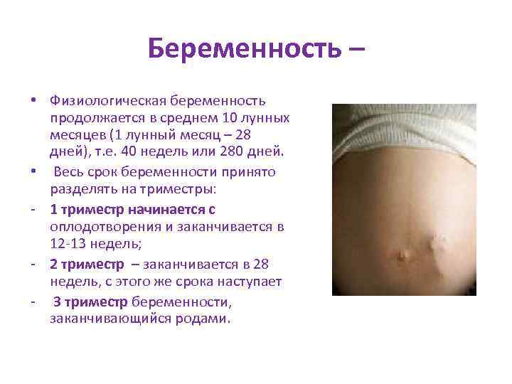 Как считается срок беременности при ЭКО