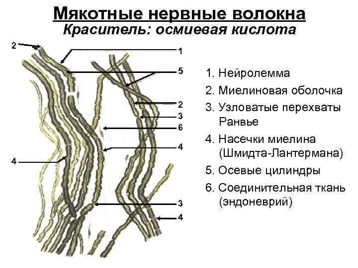 Секс Фурри Комикс Импрегнация