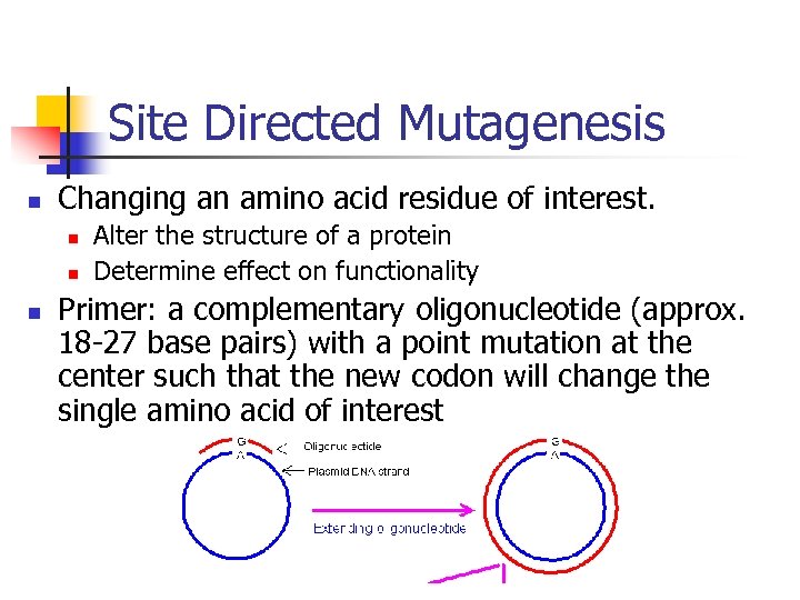 Site Directed Mutagenesis Of Protein Pur E Megan