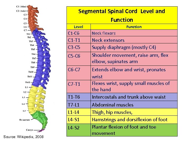 Herbs penetrate nerves spinal cord