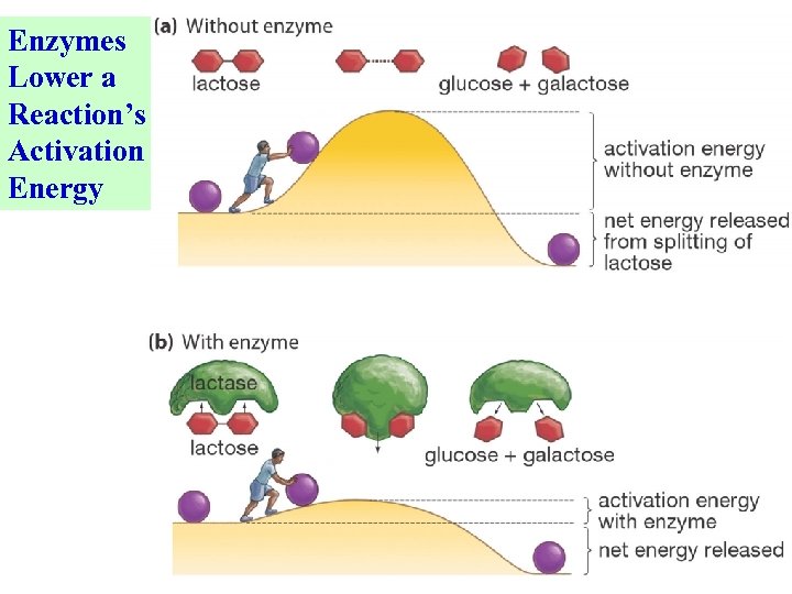 Enzyme Structure classification and mechanism of action