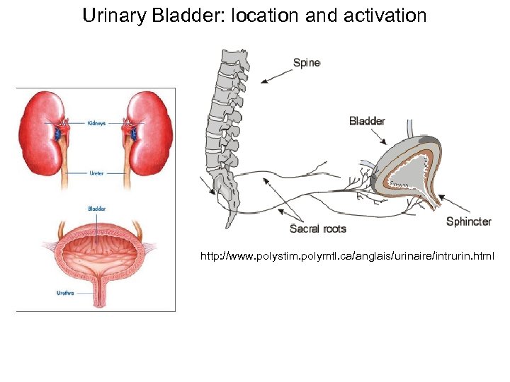 Electrical Stimulation Of The Neuromuscular System Part Ii