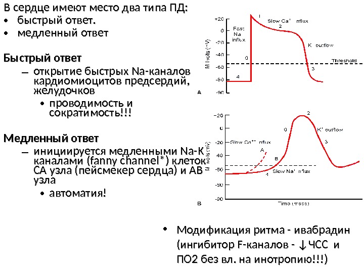 В сердце имеют место два типа ПД:  • быстрый ответ.  • медленный