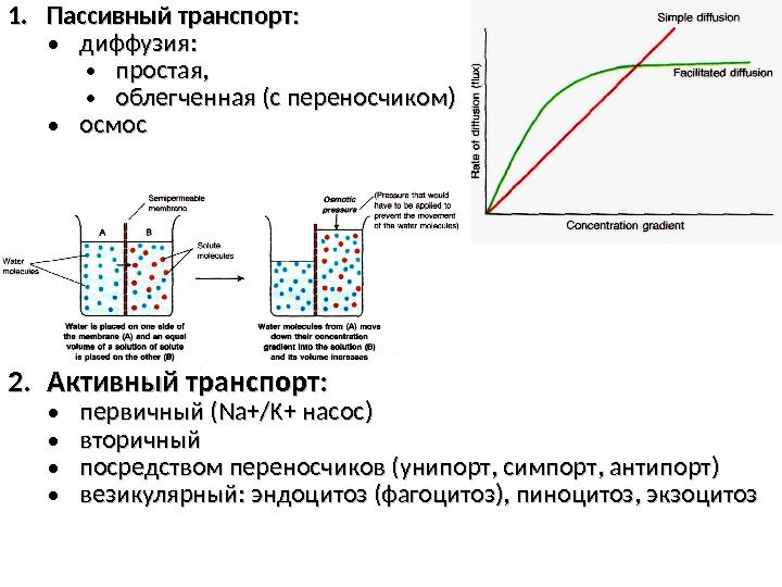 1. 1. Пассивный транспорт : :  • диффузия : :  • простая