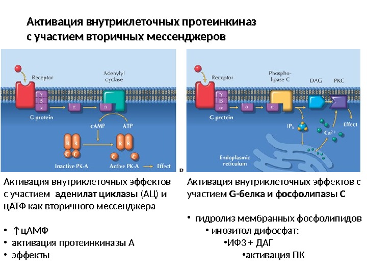 Активация внутриклеточных эффектов с участием  аденилат циклазы (АЦ) и ц. АТФ как вторичного