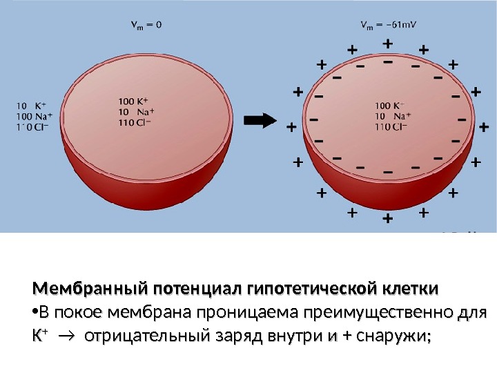 Мембранный потенциал гипотетической клетки • В покое мембрана проницаема преимущественно для KK ++ 