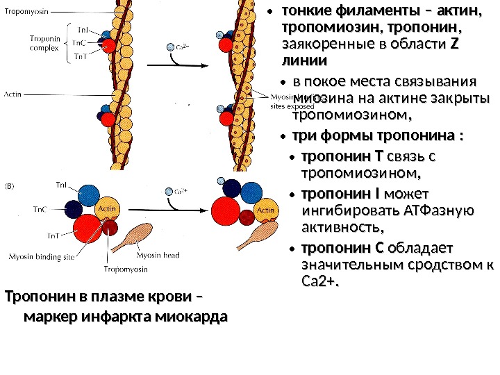  • тонкие филаменты – актин,  тропомиозин, тропонин , ,  заякоренные в