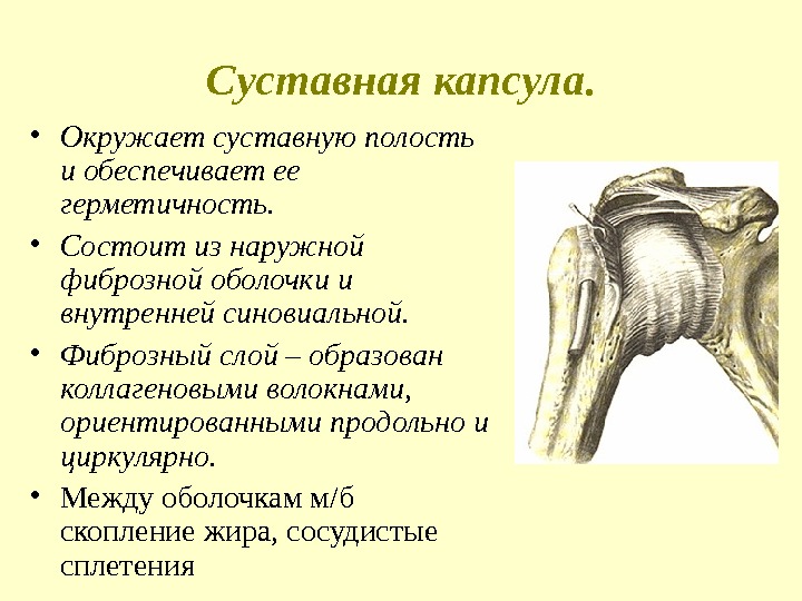 Суставная капсула.  • Окружает суставную полость и обеспечивает ее герметичность.  • Состоит