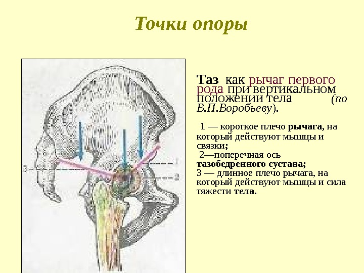 Таз  как рычаг первого рода при вертикальном положении тела   (по В.