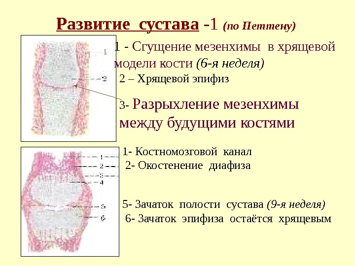 Развитие  сустава  - 1  (по Петтену) 1 - Сгущение мезенхимы в